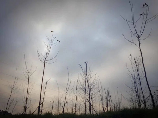 tree branches in forest, flora and nature