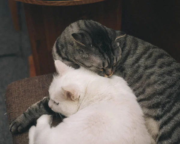 Gato Durmiendo Cama — Foto de Stock