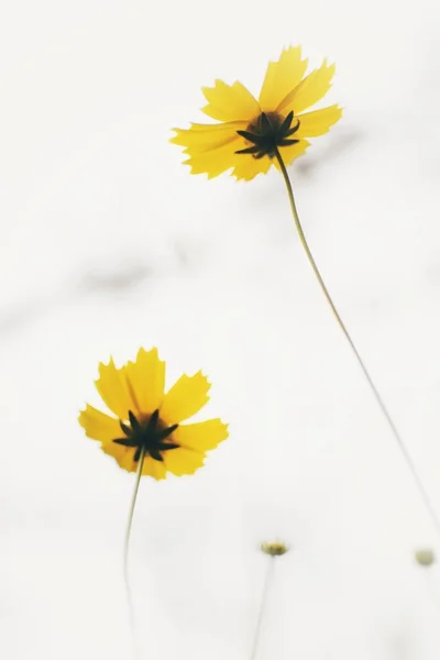 Flores Amarillas Sobre Fondo Blanco — Foto de Stock