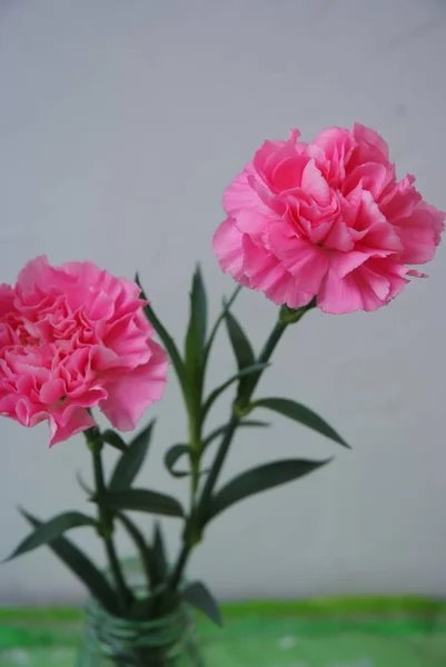 view of pink flowers in vase