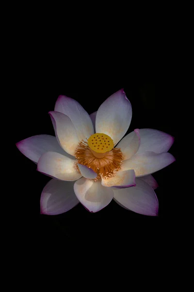 beautiful lotus flower on black background