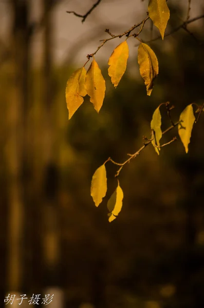 autumn leaves in forest, flora