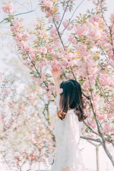young asian woman in the cherry tree garden at daytime