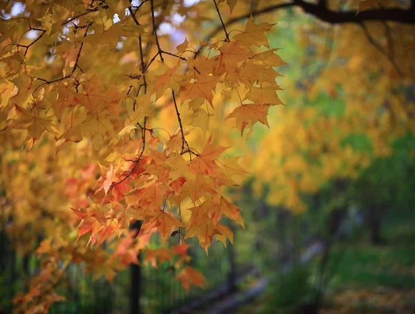 fall maple leaves in autumn season
