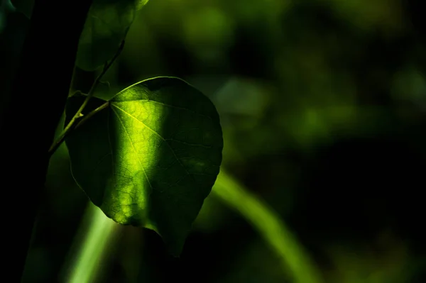 Hermoso Plano Botánico Fondo Pantalla Natural — Foto de Stock