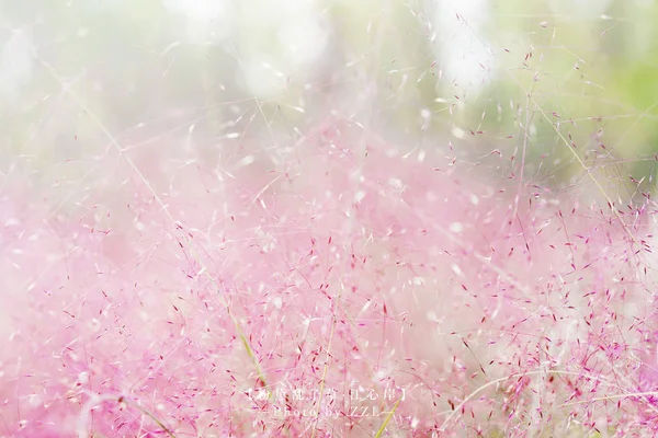 beautiful pink flowers background