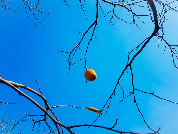 tree branches in forest, flora and nature