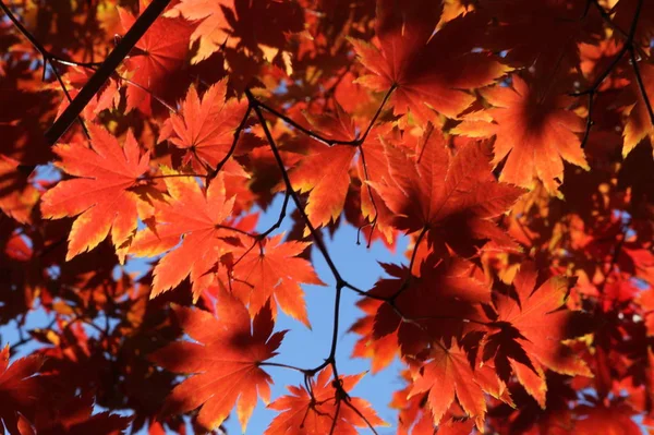 Foglie Acero Rosso Nel Parco Autunnale Alberi Flora Natura — Foto Stock