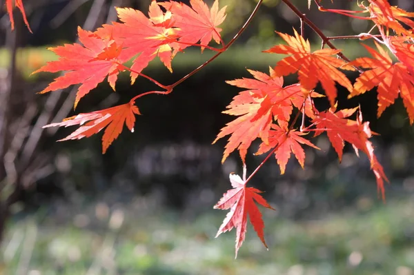 red maple leaves in autumn park trees, flora and nature