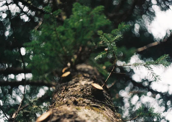 Tronco Pinheiros Floresta — Fotografia de Stock