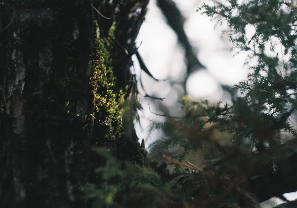 trees branches in forest, flora and nature