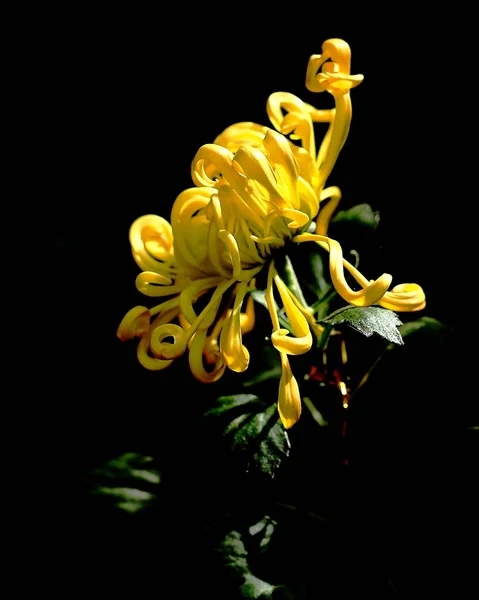 yellow orchid flower on black background