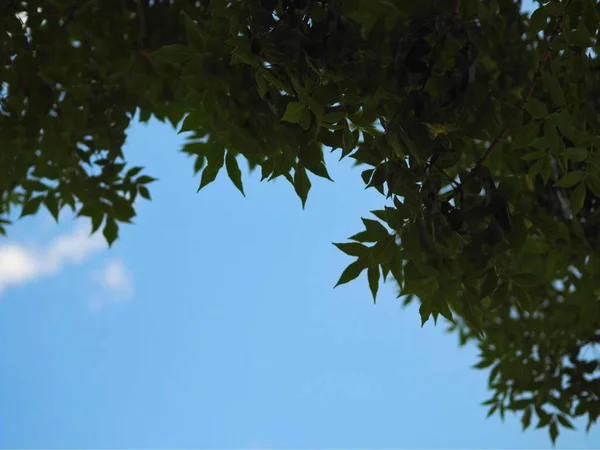 tree branches in forest, flora and nature