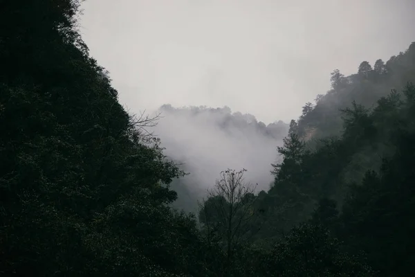 Hermoso Paisaje Con Niebla Bosque — Foto de Stock