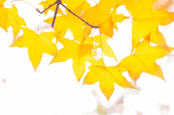 yellow maple leaves on white background