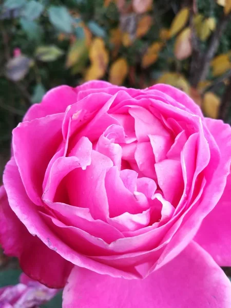 Hermosa Flor Florecen Primavera Cerca — Foto de Stock