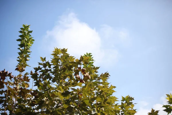 trees branches in forest, flora and nature