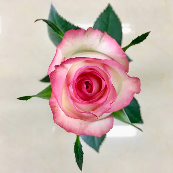 Primer Plano Hermosas Flores Rosas Flor — Foto de Stock