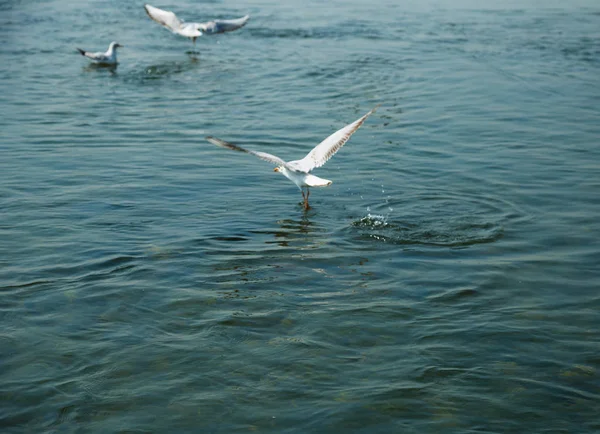 Pájaro Volando Cielo — Foto de Stock