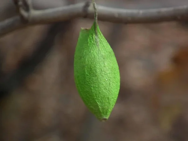 green leaves, flora foliage