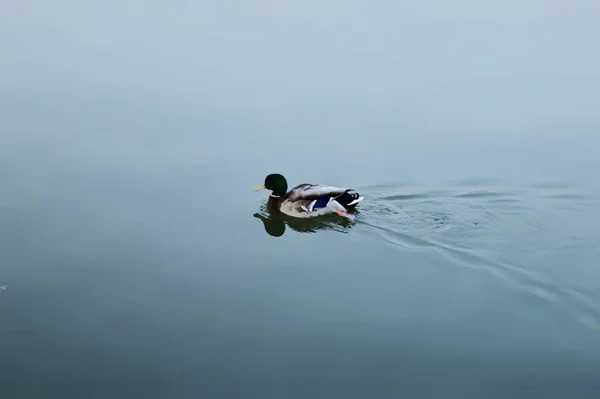 Μια Μικρή Πάπια Που Κολυμπάει Στη Λίμνη — Φωτογραφία Αρχείου