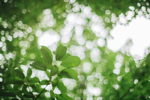 Fondo Abstracto Con Bokeh Blanco — Foto de Stock