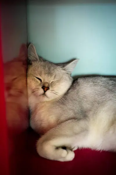 Ładny Kot Podłodze — Zdjęcie stockowe
