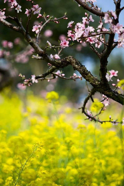 Vackert Blommande Körsbärsträd Våren — Stockfoto