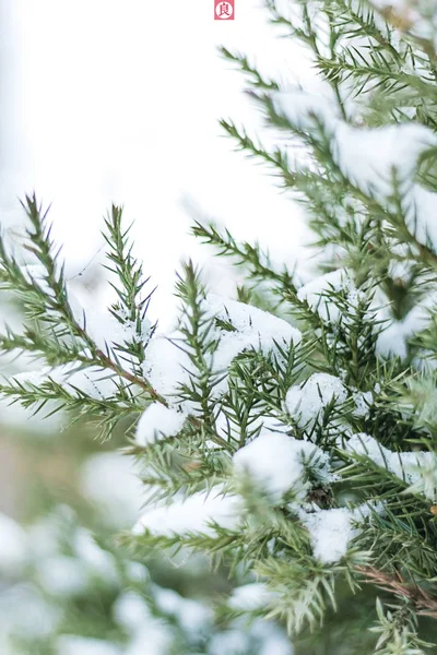 fir tree branch with snow branches
