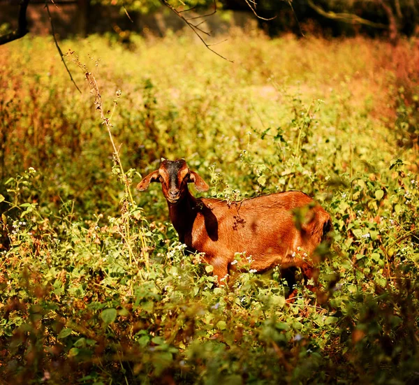 Ciervo Rojo Prado — Foto de Stock