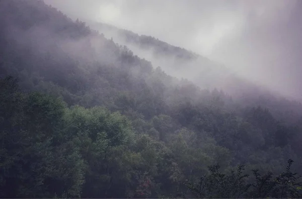 Niebla Niebla Bosque — Foto de Stock
