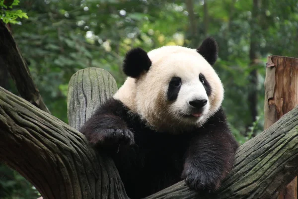 panda bear animal in zoo, pandas wildlife