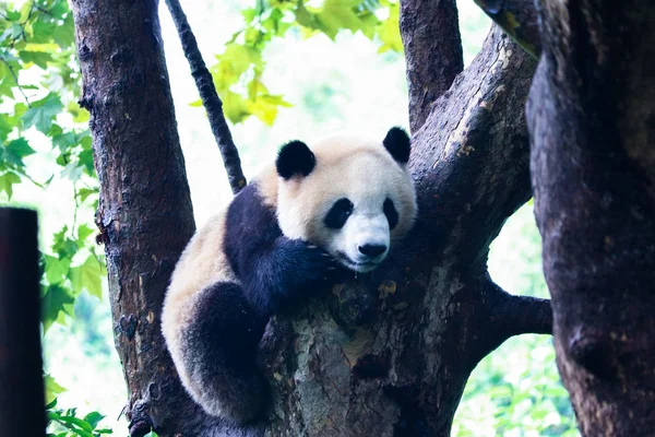 Panda Wilde Dieren Panda Beer Dier Dierentuin — Stockfoto