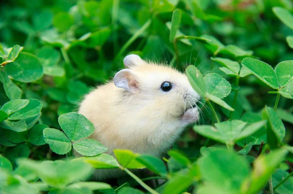 Mignon Petit Lapin Blanc Dans Herbe — Photo