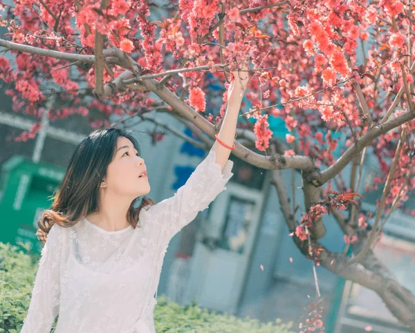 young asian woman in the cherry tree garden at daytime