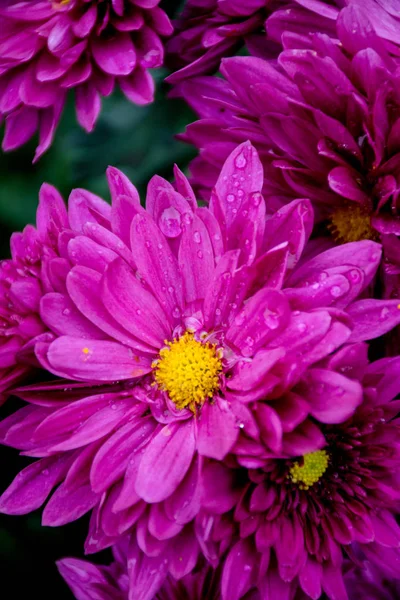 beautiful pink flower background