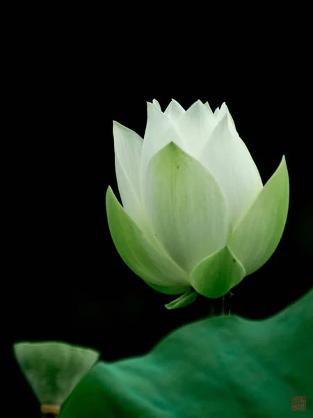 lotus flower in black