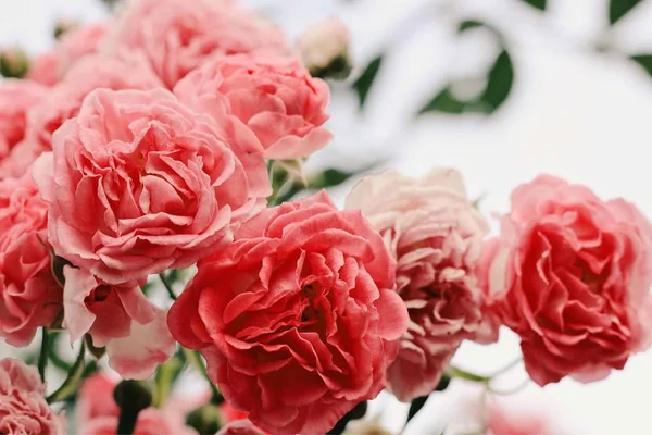 Hermosos Pétalos Flor Rosa — Foto de Stock