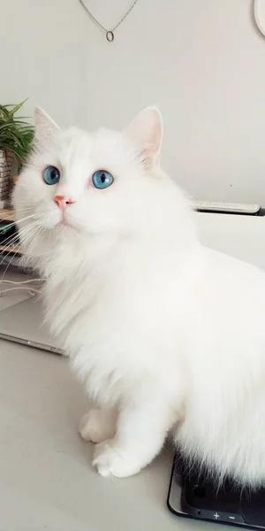 Portrait of white fluffy cat