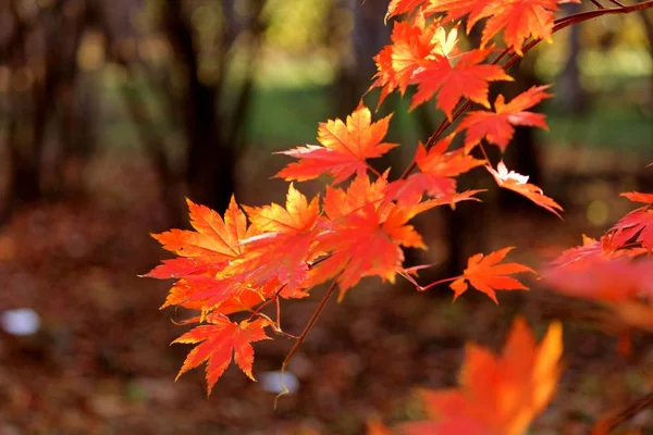 Hojas Árboles Parque Otoño — Foto de Stock