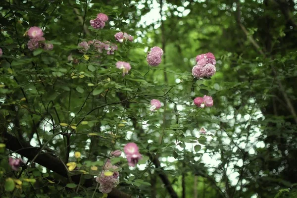 Bellissimi Fiori Giardino — Foto Stock