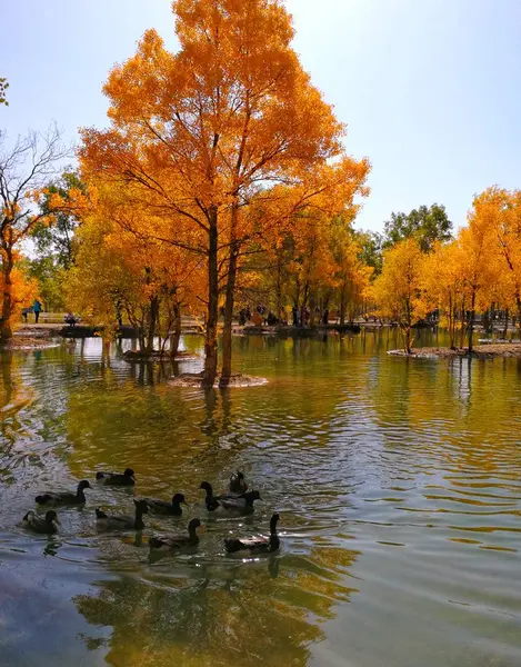 Hermoso Parque Otoño Ciudad — Foto de Stock