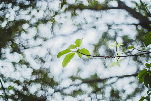 Árvores Floresta Flora Natureza — Fotografia de Stock