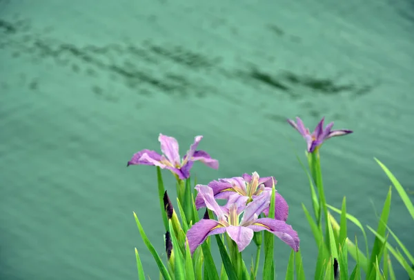 beautiful pink flower background