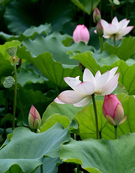 Flor Loto Jardín — Foto de Stock