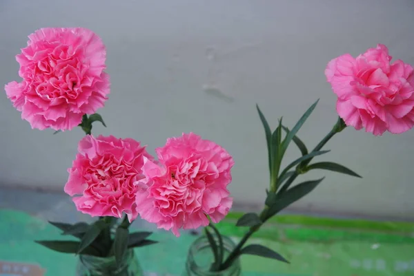 pink flowers in vase