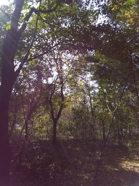 Árboles Cielo Parque — Foto de Stock