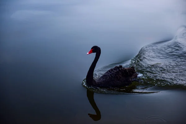 Mooie Zwaan Een Meer — Stockfoto