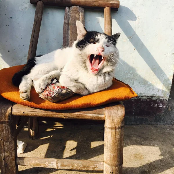 adorable domestic pet cat