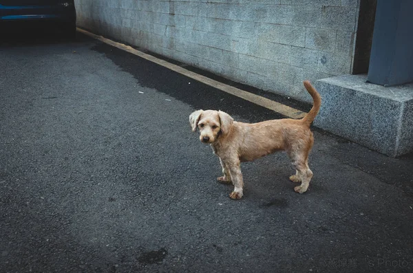 Cão Cães Rua — Fotografia de Stock